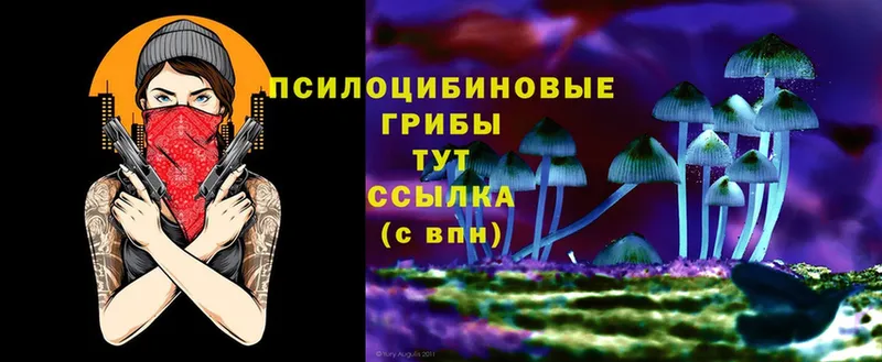 Псилоцибиновые грибы Cubensis  Динская 